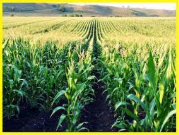 Кукурудза | ТОВ "Камруд агро"